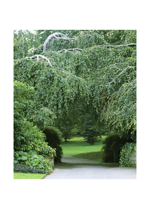 The Hanging Garden